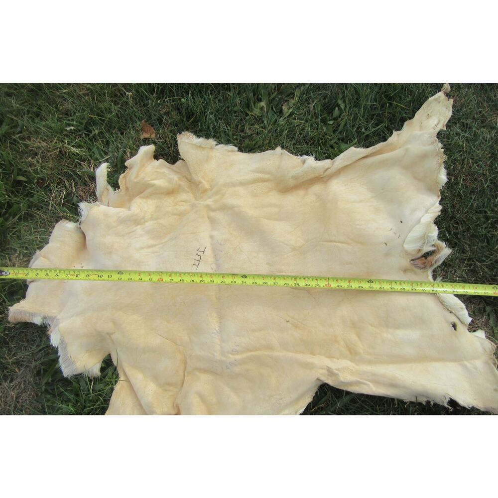 Whitetail Deer Skin Hair On Pelt Rug 40” x 30” Rustic Cabin Wall Hanging Or Rug - Picture 3 of 4